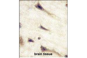 Paraformaldehyde-fixed, paraffin embedded Human Brain tissue, Antigen retrieval by boiling in sodium citrate buffer (pH6. (EPH Receptor A5 抗体)