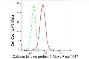 Flow cytometric analysis of Calcium binding protein 1 expression in HT- cells using Calcium binding protein 1 antibody (ABIN7797827), 1:2,000). (Recombinant CABP1 抗体)