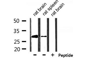 Western blot analysis of extracts from rat brain and rat spleen, using Hes1 Antibody. (HES1 抗体  (Internal Region))