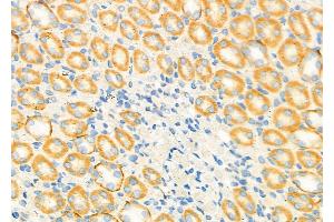ABIN6262020 and ABIN6279472 at 1/100 staining Rat kidney tissue by IHC-P. (GNG4 抗体  (N-Term))