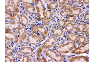 IHC testing of FFPE mouse kidney with GRP75 antibody. (HSPA9 抗体)