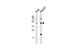 All lanes : Anti-E2F2 Antibody (Center) at 1:2000 dilution Lane 1: Hela whole cell lysates Lane 2: HepG2 whole cell lysates Lysates/proteins at 20 μg per lane. (E2F2 抗体  (AA 258-286))