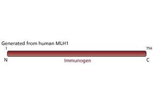 Image no. 3 for anti-MutL Homolog 1 (MLH1) antibody (ABIN967392) (MLH1 抗体)