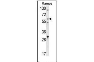 Western blot analysis of DCP1B Antibody (Center) in Ramos cell line lysates (35ug/lane). (DCP1B 抗体  (Middle Region))