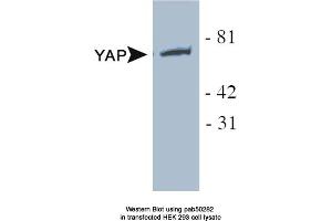 Image no. 1 for anti-Yes-Associated Protein 1 (YAP1) antibody (ABIN363591) (YAP1 抗体)
