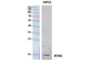 Western Blotting (WB) image for anti-Interferon Induced Transmembrane Protein 2 (IFITM2) (Internal Region) antibody (ABIN3187997) (IFITM2 抗体  (Internal Region))