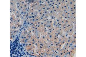 IHC-P analysis of liver tissue, with DAB staining. (TOR1B 抗体  (AA 98-327))