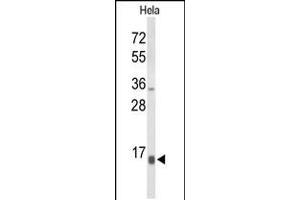 Western blot analysis of NPW Antibody in Hela cell line lysates (35ug/lane) (NPW 抗体  (C-Term))