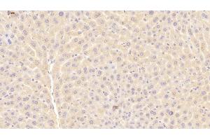 Detection of a1BG in Mouse Liver Tissue using Polyclonal Antibody to Alpha-1-B-Glycoprotein (a1BG) (A1BG 抗体  (AA 22-219))