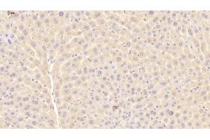 Detection of a1BG in Mouse Liver Tissue using Polyclonal Antibody to Alpha-1-B-Glycoprotein (a1BG) (A1BG 抗体  (AA 22-219))