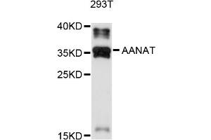 Western blot analysis of extracts of 293T cells, using AANAT antibody (ABIN4902802) at 1:1000 dilution. (AANAT 抗体)