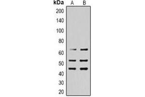 Western blot analysis of SHCA (pY427) expression in Hela (A), HEK293T (B) whole cell lysates. (SHC1 抗体  (pTyr427))