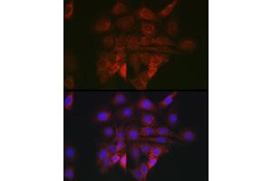 Immunofluorescence analysis of PC-12 cells using BiP/GRP78 Rabbit pAb (ABIN6134514, ABIN6142042, ABIN6142044 and ABIN6215180) at dilution of 1:100 (40x lens). (GRP78 抗体  (AA 550-650))