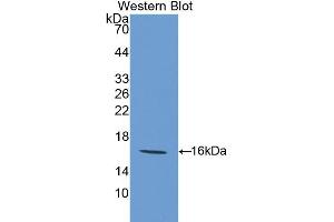 Western blot analysis of recombinant Mouse GAL9. (Galectin 9 抗体  (AA 225-353))
