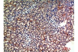 Immunohistochemistry (IHC) analysis of paraffin-embedded Mouse Kidney, antibody was diluted at 1:200. (CD235a/GYPA 抗体  (Internal Region))