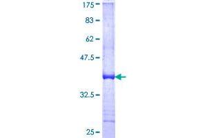 HLA-DOB Protein (AA 27-116) (GST tag)