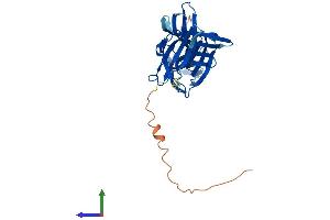 AlphaFold protein structure predicition of Human Recombinant VPS26B Protein, UniprotID Q4G0F5