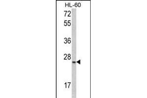 Western blot analysis of SFRS1 Antibody (C-term) (ABIN390841 and ABIN2841068) in HL-60 cell line lysates (35 μg/lane). (SRSF1 抗体  (C-Term))