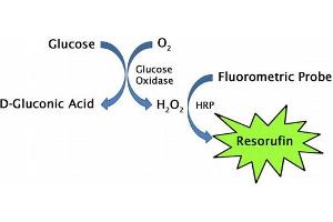 Glucose assay principle.