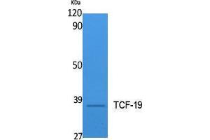 Western Blotting (WB) image for anti-Transcription Factor 19 (TCF19) (Internal Region) antibody (ABIN3178109) (TCF19 抗体  (Internal Region))