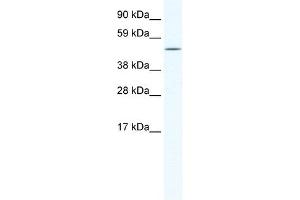 RELB antibody (20R-1183) used at 0. (RELB 抗体  (N-Term))