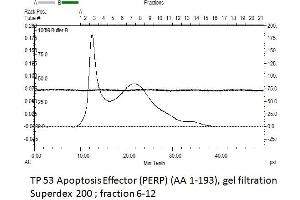 Image no. 3 for TP53 Apoptosis Effector (PERP) (AA 1-193) protein (Strep Tag) (ABIN3105096)