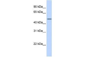 Cytokeratin 16 antibody used at 1 ug/ml to detect target protein. (KRT16 抗体)