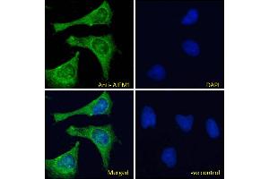 ABIN2613375-P1 Immunofluorescence analysis of paraformaldehyde fixed HeLa cells, permeabilized with 0. (AIF 抗体  (AA 183-195))