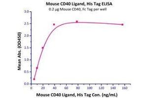 Immobilized Mouse CD40, Fc Tag  with a linear range of 5-20 ng/mL. (CD40 Ligand Protein (CD40LG) (AA 115-260) (His tag))