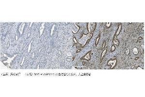 IHC analysis of MCM5 using anti-MCM5 antibody (ABIN7600583).