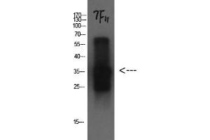 Western Blotting (WB) image for anti-Cystatin C (CST3) antibody (ABIN5956239) (CST3 抗体)