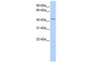 Image no. 1 for anti-TraB Domain Containing (TRABD) (AA 216-265) antibody (ABIN6743116) (TRABD 抗体  (AA 216-265))