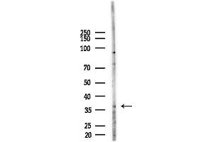 anti-Basic Helix-Loop-Helix Family, Member E22 (BHLHE22) (Internal Region) antibody