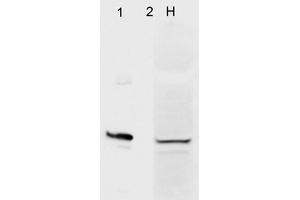 Western Blot analysis of Human HeLa cell lysates showing detection of Aha1 protein using Mouse Anti-Aha1 Monoclonal Antibody, Clone 4H9. (AHSA1 抗体  (HRP))