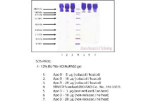 Gel Scan of Apolipoprotein B, Human Plasma  This information is representative of the product ART prepares, but is not lot specific. (APOB 蛋白)