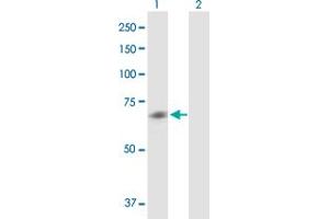 Western Blot analysis of CHRM5 expression in transfected 293T cell line by CHRM5 MaxPab polyclonal antibody. (CHRM5 抗体  (AA 1-532))