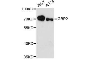 Western blot analysis of extracts of various cell lines, using GBP2 antibody. (GBP2 抗体  (AA 410-520))