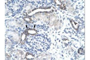 Image no. 3 for anti-EVX1 (EVX1) (AA 74-123) antibody (ABIN202451) (EVX1 抗体  (AA 74-123))