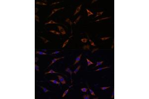 Immunofluorescence analysis of L929 cells using RPL28 antibody (ABIN7270001) at dilution of 1:100. (RPL28 抗体  (AA 1-100))