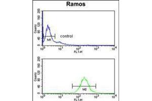 anti-Nuclear Casein Kinase and Cyclin-Dependent Kinase Substrate 1 (NUCKS1) (AA 45-73), (N-Term) antibody