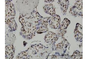 Image no. 2 for anti-TAF7 RNA Polymerase II, TATA Box Binding Protein (TBP)-Associated Factor, 55kDa (TAF7) (AA 130-224) antibody (ABIN598954) (TAF7 抗体  (AA 130-224))