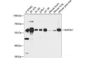 Western blot analysis of extracts of various cell lines using IMPDH1 Polyclonal Antibody at dilution of 1:1000.