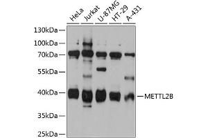 Western blot analysis of extracts of various cell lines, using METTL2B antibody (ABIN6128287, ABIN6143769, ABIN6143770 and ABIN6215654) at 1:3000 dilution. (METTL2B 抗体  (AA 100-250))