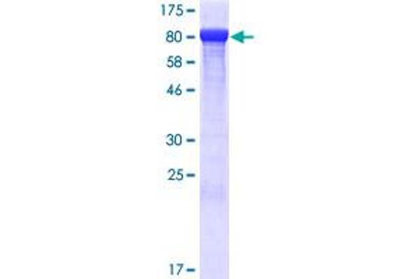 Thimet Oligopeptidase 1 Protein (THOP1) (AA 1-689) (GST tag)