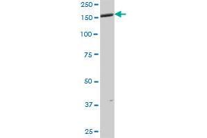 ANKMY1 MaxPab polyclonal antibody. (ANKMY1 抗体  (AA 1-720))