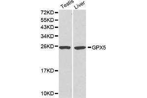 Western Blotting (WB) image for anti-Glutathione Peroxidase 5 (GPX5) (AA 1-100) antibody (ABIN3021372) (GPX5 抗体  (AA 1-100))