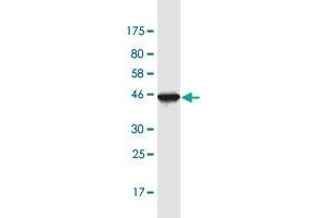 Western Blotting (WB) image for anti-Polymerase (RNA) II (DNA Directed) Polypeptide F (POLR2F) (AA 1-127) antibody (ABIN948282)