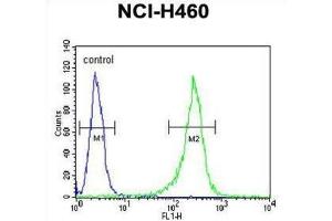Flow Cytometry (FACS) image for anti-Glucosamine (N-Acetyl)-6-Sulfatase (GNS) antibody (ABIN3002692) (GNS 抗体)