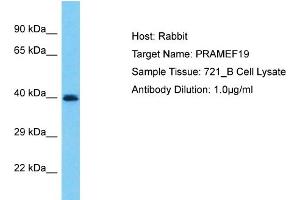 Host: Rabbit Target Name: PRAMEF19 Sample Type: 721_B Whole Cell lysates Antibody Dilution: 1. (PRAMEF19 抗体  (N-Term))