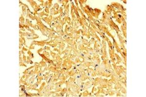 Immunohistochemistry of paraffin-embedded human heart tissue using ABIN7153046 at dilution of 1:100 (FOXG1 抗体  (AA 183-292))